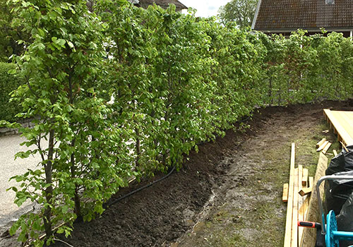 Bokhäck nyplanterad